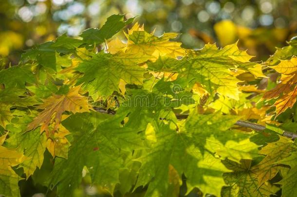 黄色的和绿色的秋树叶背景