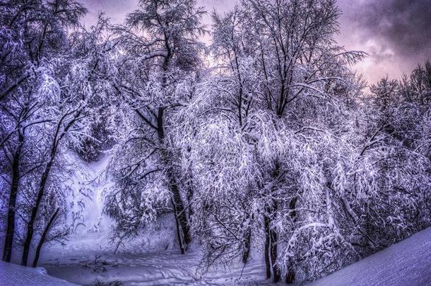 冬风景和下雪的树一起指已提到的人冬公园-冬