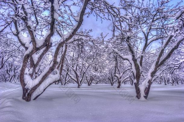 冬风景和下雪的树一起指已提到的人冬公园-冬