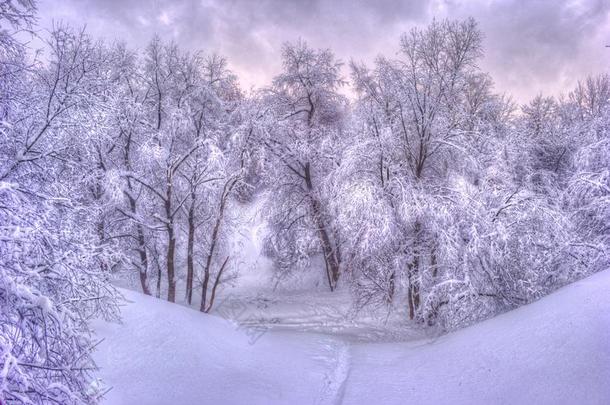 冬风景和下雪的树一起指已提到的人冬公园-冬