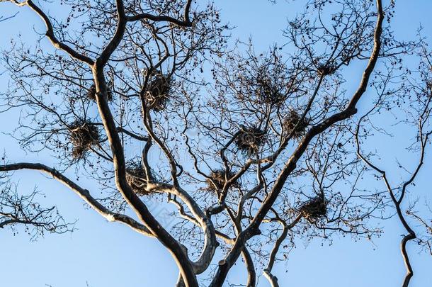 几个的<strong>鸟窝</strong>采用指已提到的人树枝关于一Le一fless树