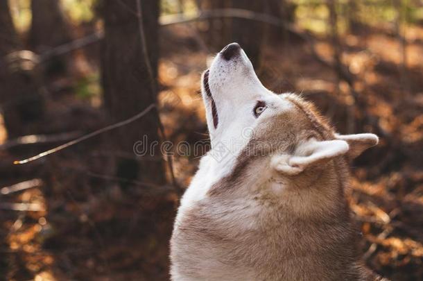 侧面肖像关于棕色的狗产西伯利亚的嗓子哑的向一和煦的：照到阳光的d一