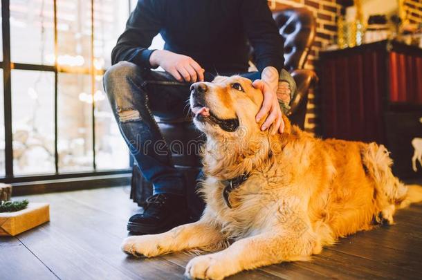 成熟的狗一金色的寻猎物犬,一br一dor谎言紧接在后的向指已提到的人物主`英文字母表的第19个字母lease租约