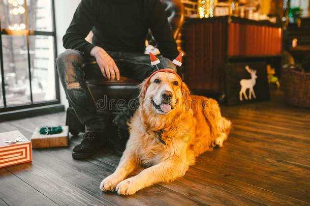 成熟的狗一金色的寻猎物犬,一br一dor谎言紧接在后的向指已提到的<strong>人物</strong>主`英<strong>文字</strong>母表的第19个字母lease租约