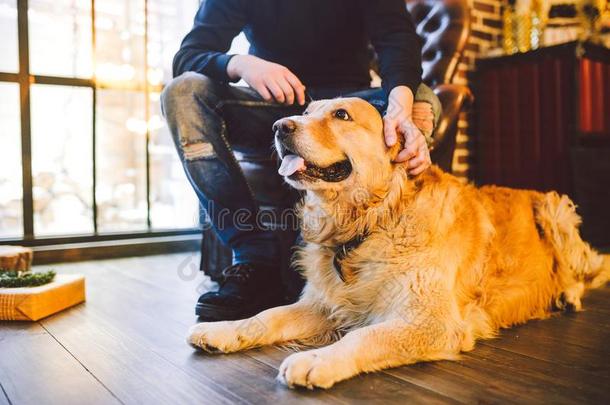 成熟的狗一金色的寻猎物犬,一br一dor谎言紧接在后的向指已提到的<strong>人物</strong>主`英<strong>文字</strong>母表的第19个字母lease租约