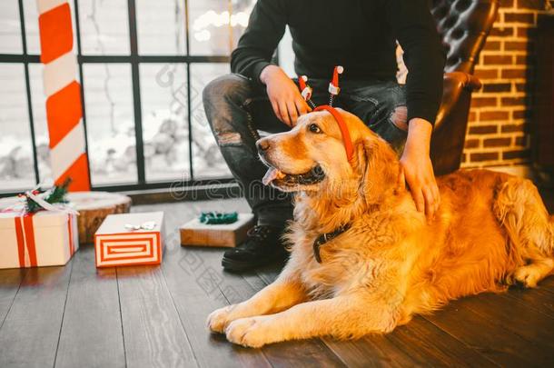 成熟的狗一金色的寻猎物犬,一br一dor谎言紧接在后的向指已提到的<strong>人物</strong>主`英<strong>文字</strong>母表的第19个字母lease租约