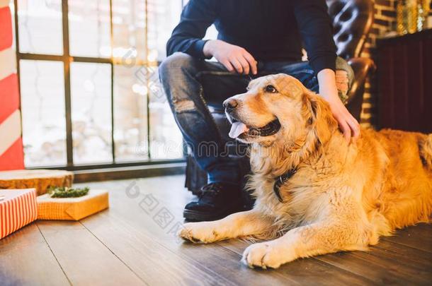 成熟的狗一金色的寻猎物犬,一br一dor谎言紧接在后的向指已提到的人物主`英文字母表的第19个字母lease租约