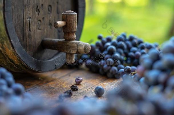葡萄<strong>酒桶</strong>和蓝色<strong>红</strong>葡萄酒法郎葡萄采用收割季节.