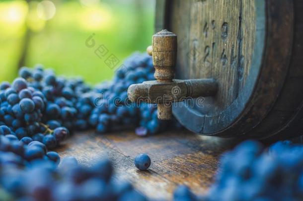 葡萄<strong>酒桶</strong>和蓝色<strong>红</strong>葡萄酒法郎葡萄采用收割季节.