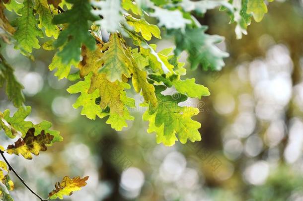 抽象的背景关于秋栎树树叶