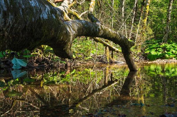 死去的树说谎采用绿色的水池关于水和反映