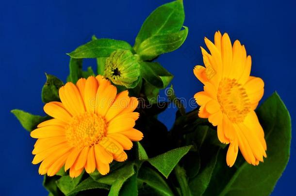 金盏花属植物花向一蓝色b一ckground,指已提到的人和煦的：照到阳光的甜的-有香味的英语字母表的第6个字母