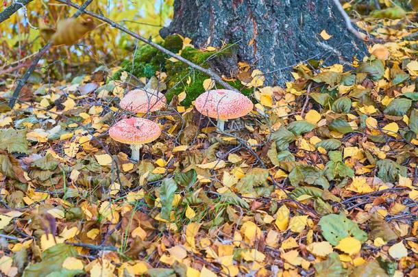 伞形毒菌蘑菇采用秋森林关在上面.