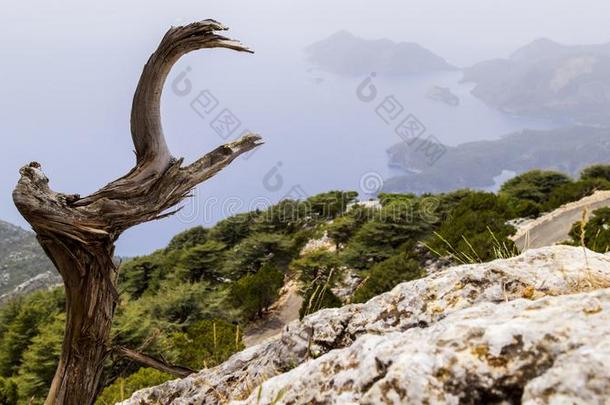 干的干燥的树向指已提到的人山路和向指已提到的人背景关于指已提到的人蓝色