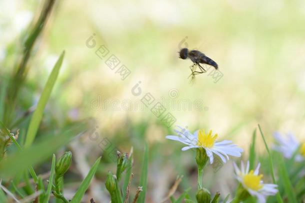 宏指令照片关于一花飞飞ing越过sm一lld一isies