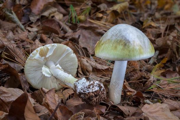 死亡盖-伞形毒菌法洛德-极端的有毒的蘑菇