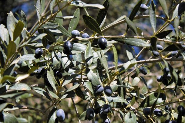 橄榄向橄榄树采用阿提卡,希腊