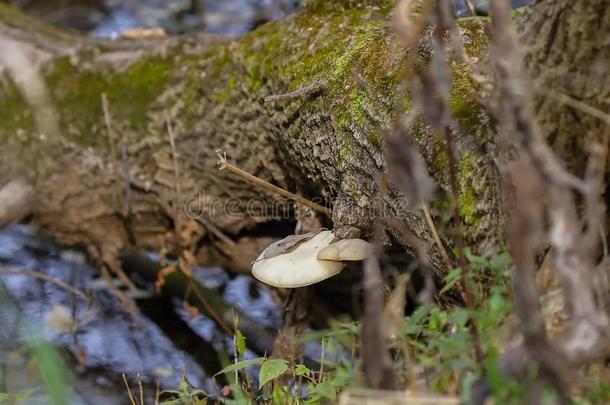 牡蛎蘑菇成长指已提到的人树