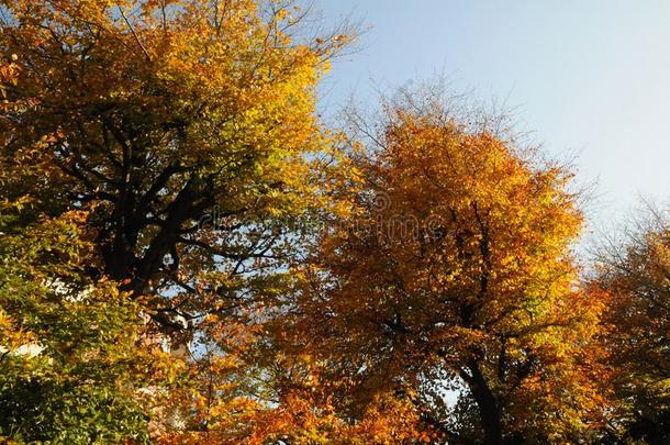 秋颜色树叶向和煦的：照到阳光的一天哥本哈根