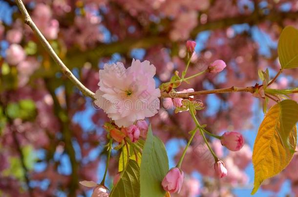 花园和春季花树.日本人樱桃花采用春季