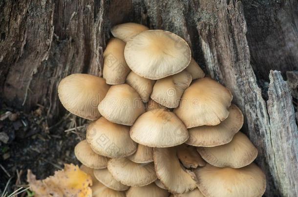 连线瘤束状束,硫磺丛生植物,不可食用蘑菇