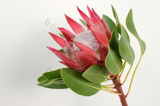 红色的国王普罗梯亚木植物向白色的背景