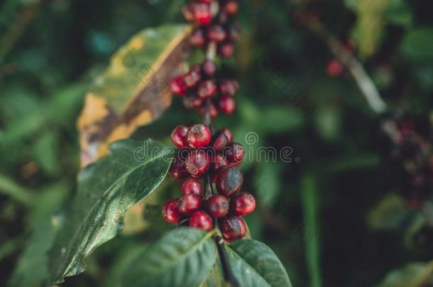 黄色的樱桃咖啡豆豆阿拉伯咖啡采用自然