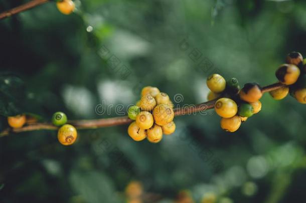 红色的樱桃咖啡豆豆阿拉伯咖啡采用自然