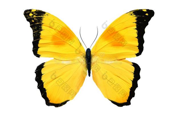 美丽的黄色的蝴<strong>蝶</strong>隔离的向白色的背景