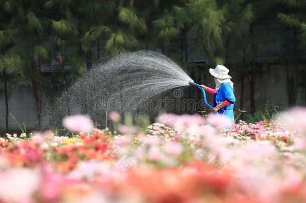 园丁洒<strong>水菊</strong>花植物采用高的夏,泰国