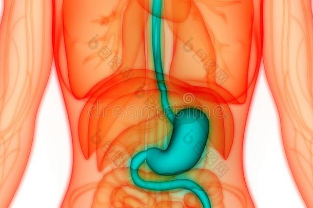 人身体机构消化的体系<strong>胃解剖</strong>