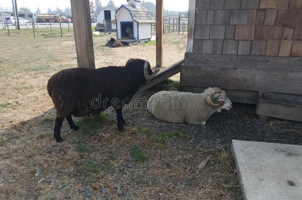 棕色的和白色的公羊羊或羔羊肉和弧形的h或ns在近处布里迪