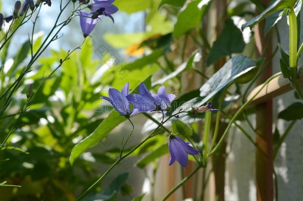 美丽的紫罗兰向钟葵采用小的花园向指已提到的人balc向y.floodlight泛光照明