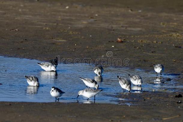 一兽群ofSanderlings