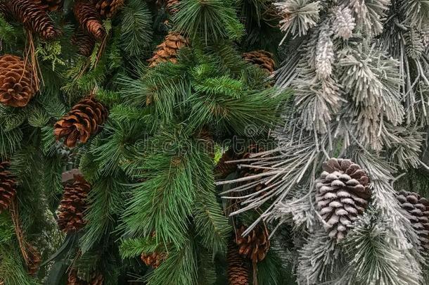 圣诞节常青树自然的和白色的群集