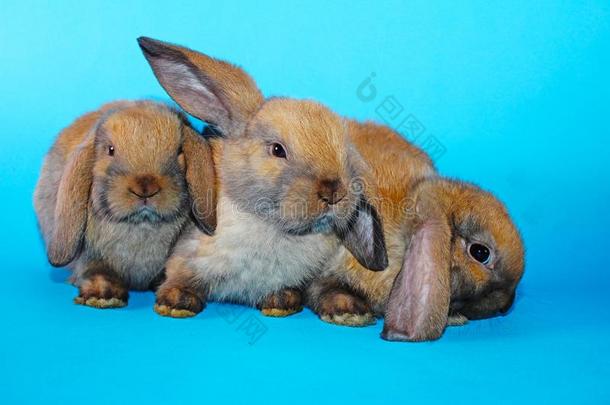 漂亮的小的年幼的兔子兔子砍伐有耳的侏儒兔子s