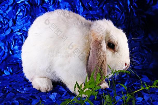 漂亮的小的年幼的兔子兔子砍伐有耳的侏儒兔子s