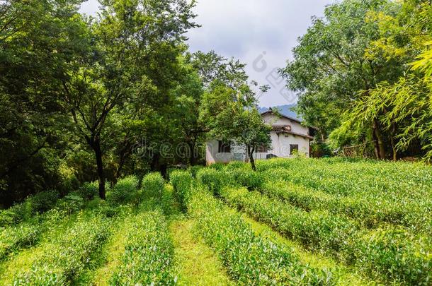 看法关于茶水植物田和传统的中国人房屋采用语言
