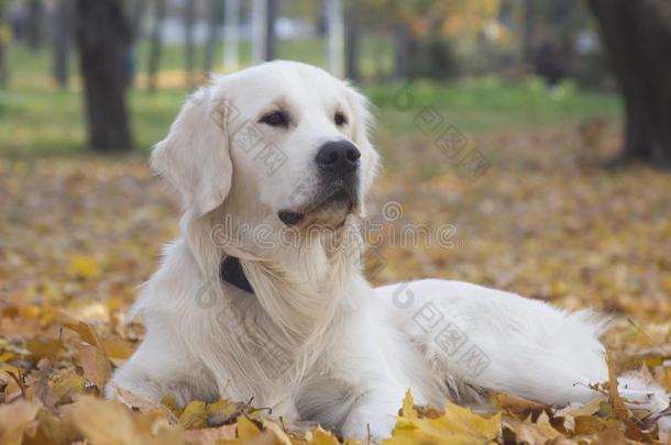 美丽的白色的金色的寻猎物犬狗在秋