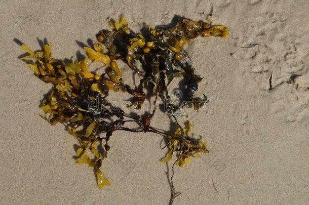 黑角菜属之海藻向沙海滩波兰波罗的海的海
