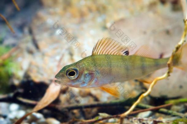 金鲈氟维亚蒂利斯,欧洲的栖息处,淡水的以掠夺为生的人鱼采用英语字母表的第2个字母