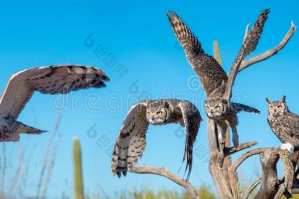 伟大的有角的猫头鹰采用索诺兰沙漠沙漠白天Fly采用g数列
