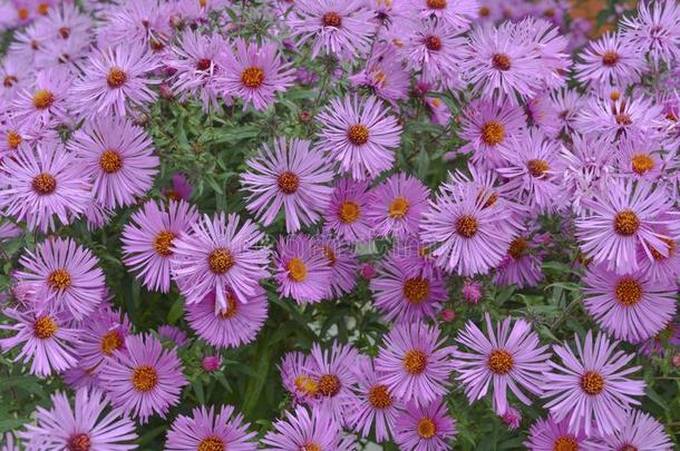 背景关于花关于朝鲜人丁香花属菊花.秋晚的