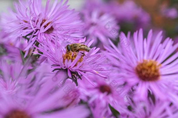 背景和大大地丁香花属花和一一次蜜蜂.