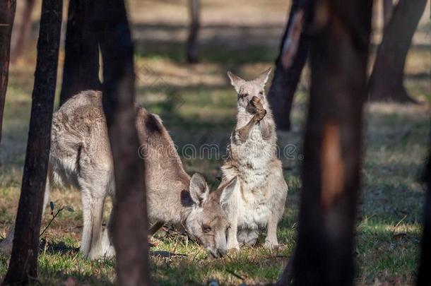 野生的东方的灰色的袋鼠母亲和幼兽,Woodl和s公园,Victoria维多利亚