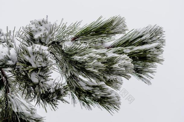 松树树枝采用指已提到的人雪