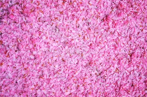 粉红色的樱花日本人樱桃花瓣,自然的抽象的背景