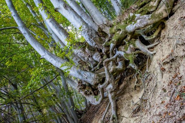 美丽的表面根体系关于森林山毛<strong>榉树</strong>