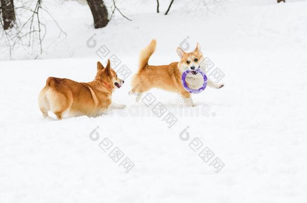两个有趣的不付赌金而溜掉<strong>柯基</strong>犬演奏向雪和拉的人玩具