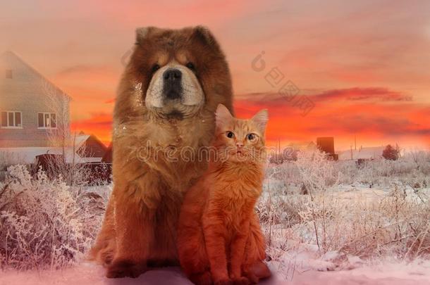 红发的狗和红色的猫向一冬日落
